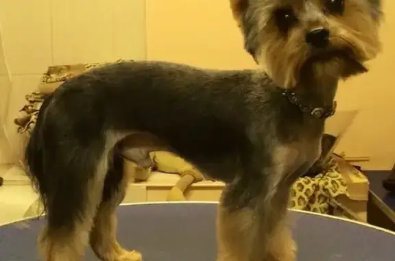 Салон по уходу за животными груминг студия mr. Dog на Приморском шоссе, 271 в Сестрорецке