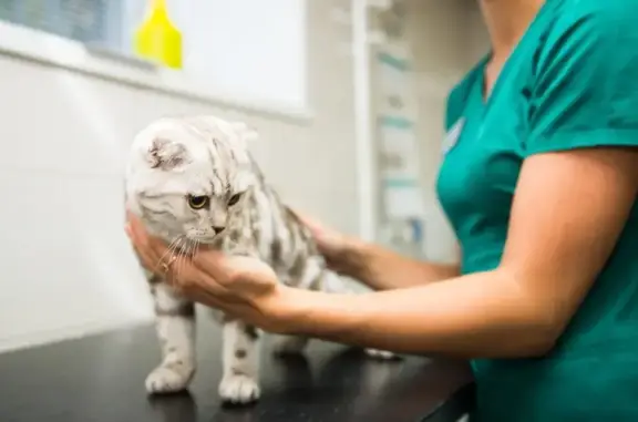 Ветеринарная клиника 9 жизней на Западной улице