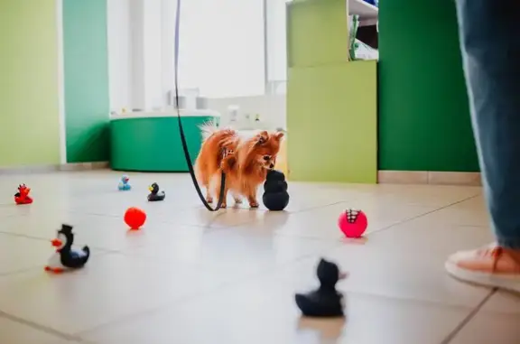 Центр тренировки и зоопсихологии SmartDogRussia в Мытищах