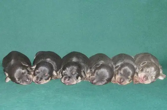 Питомник собак Из Гарема