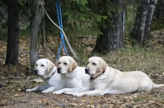 Питомник лабрадоров Мира Рэйс
