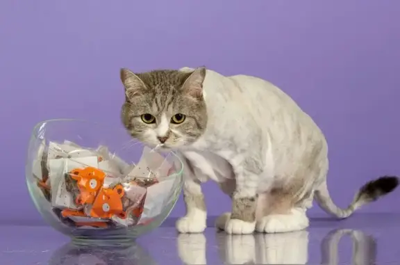 Студия груминга Кот Моне