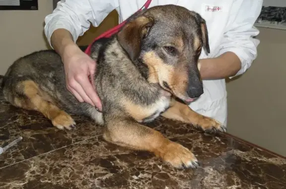 МедветОмск, ветеринарный центр