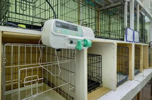 Рыжий пёс, ветеринарная клиника