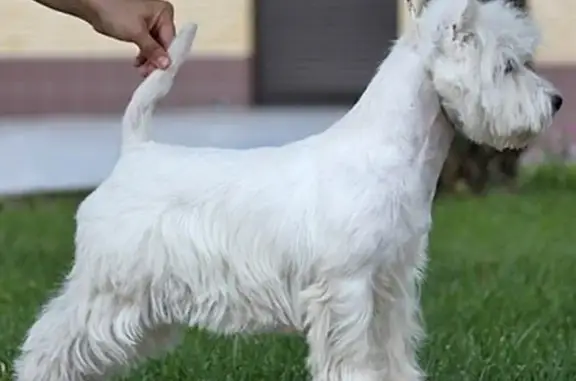 Груминг студия Felix на проспекте Строителей, 12