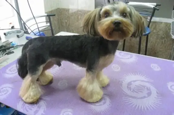 Салон красоты для животных Баскервиль Холл на Нехинской улице, 32