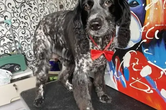 Студия груминга Студия груминга