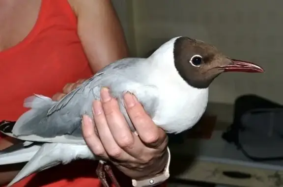 Ветеринарная клиника 39 жизней на улице Фрунзе