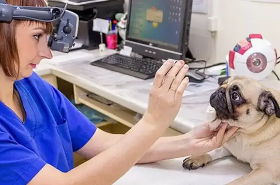 Миллион Друзей, ветеринарный центр