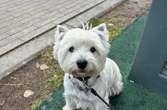 Сервис по выгулу собак Petshop