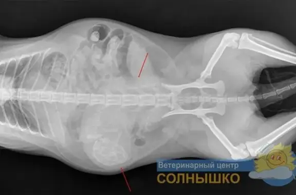 Ветеринарная клиника Солнышко на улице Восстания