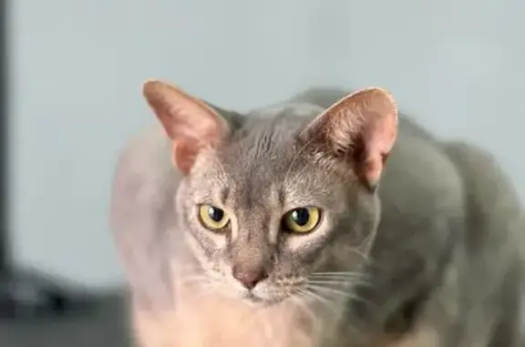 Салон по уходу за животными Grooming 101