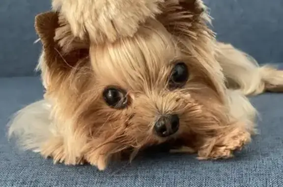 Груминг-студия Скуби Дог