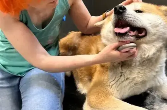 Груминг-салон ParaDogs