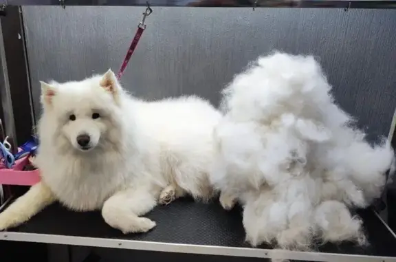 Spa-груминг салон Bad dog на улице Щорса