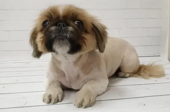 Салон красоты для животных Мой любимец в АкадемСити (Риверсайд)