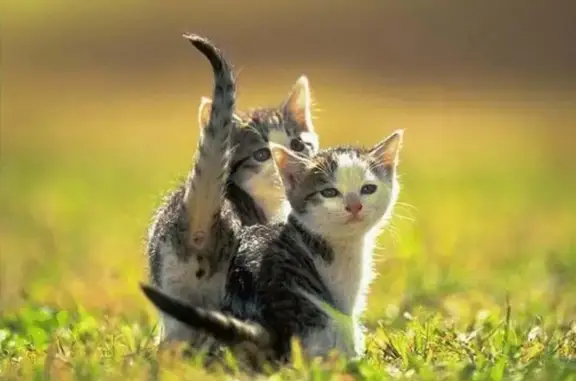 Санкт-Петербургская городская станция по борьбе с болезнями животных, Курортный район