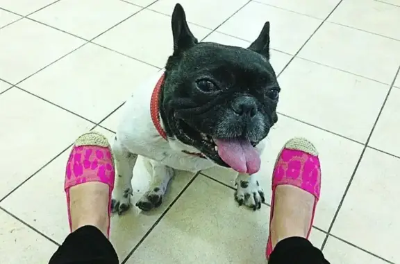 Ситивет, ветеринарный центр