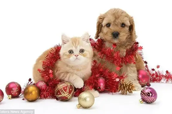 Ветмир, ветеринарная клиника